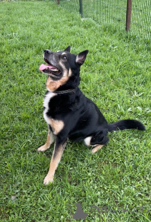 Photo №3. Vous cherchez urgent une famille aimante pour Spike !!!. Fédération de Russie