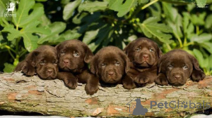 Photo №3. Chiots labrador retriever. Serbie