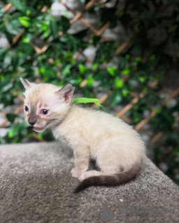 Photo №1. bengal - à vendre en ville de Friborg | 750€ | Annonce № 152718