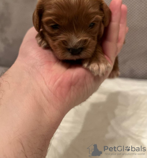 Photos supplémentaires: Chiots Cavapoo à vendre