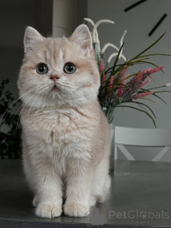 Photo №2 de l'annonce № 160614 de la vente chat chinchilla - acheter à Allemagne annonce privée