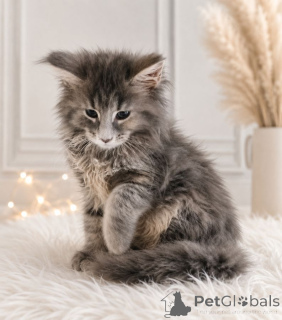 Photo №1. maine coon - à vendre en ville de Baden-Baden | 350€ | Annonce № 172021