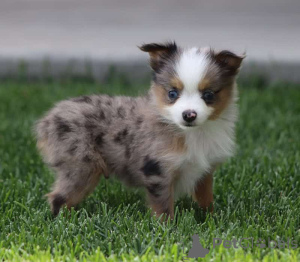 Photo №1. berger australien - à vendre en ville de Friedberg (Hessen) | 900€ | Annonce №150544