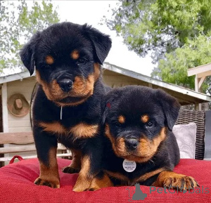 Photo №1. rottweiler - à vendre en ville de Bruxelles | 250€ | Annonce №156517