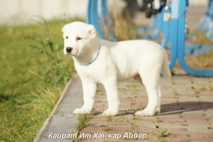 Photos supplémentaires: Chien de berger d'Asie centrale mâle