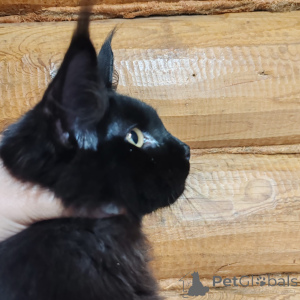 Photo №3. Maine Coon Cat. Fédération de Russie