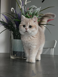 Photo №3. Chatons Chinchilla Le mélange parfait de beauté et de tempérament doux. Allemagne