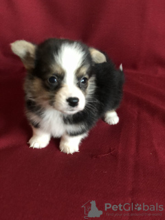 Photo №3. Welsh Corgi Pembroke. Biélorussie