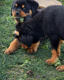 Photo №3. Chiots Rottweiler Champion Bloodline Qualité exceptionnelle. Allemagne