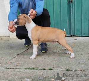 Photo №2 de l'annonce № 156340 de la vente staffordshire bull terrier - acheter à Serbie 