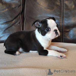 Photos supplémentaires: Chiots Boston Terrier à vendre