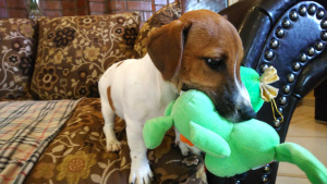 Photos supplémentaires: Chiots Jack Russell Terrier à vendre