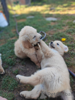 Photo №3. Adorables chiots Golden Retriever recherchent une famille aimante. France