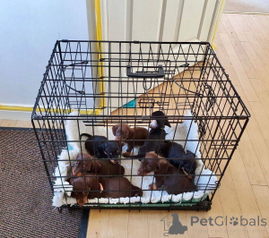 Photo №1. teckel - à vendre en ville de Brighton et Hove | 400€ | Annonce №178078