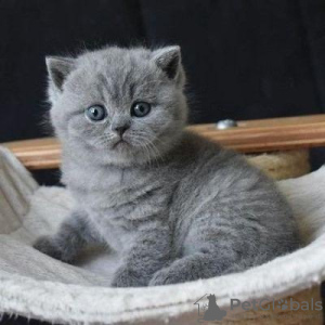 Photo №2 de l'annonce № 116648 de la vente british shorthair - acheter à La finlande annonce privée, éleveur