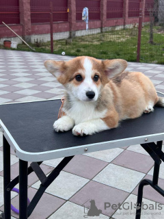 Photos supplémentaires: chiot corgi gallois pembroke