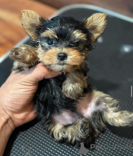 Photo №2 de l'annonce № 135476 de la vente yorkshire terrier - acheter à République Tchèque annonce privée