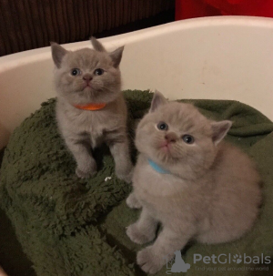 Photo №2 de l'annonce № 96472 de la vente british shorthair - acheter à La Grande-Bretagne éleveur