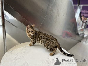 Photo №3. Accouplement de chat du Bengale en Biélorussie. Annonce № 174203