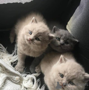 Photo №1. british shorthair - à vendre en ville de Beaufort | négocié | Annonce № 168481