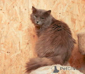 Photo №2 de l'annonce № 165036 de la vente  - acheter à Fédération de Russie de l'abri