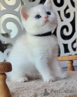 Photo №3. Rencontrez mes adorables chatons ! Ils sont joueurs, curieux et pleins d'amour.. USA