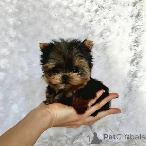 Photo №1. yorkshire terrier - à vendre en ville de Glendalyugh | négocié | Annonce №157332