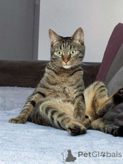 Photo №1.  - à vendre en ville de Moskova | Gratuit | Annonce № 163836