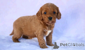 Photo №3. cavapoo welpen zur adoption verfügbar. Allemagne