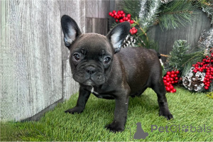 Photo №1. bouledogue - à vendre en ville de Arrondissement de Berchtesgaden-Campagne | négocié | Annonce №155634