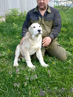 Photo №2 de l'annonce № 44850 de la vente berger d'asie centrale - acheter à Pologne de la fourrière, éleveur