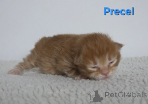 Photo №4. Je vais vendre bobtail des kouriles en ville de Trąbki małe. annonce privée - prix - négocié