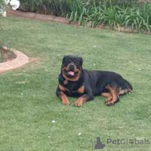 Photo №4. Je vais vendre rottweiler en ville de Villingen-Schwenningen. éleveur - prix - Gratuit