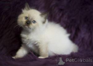 Photo №1. ragdoll - à vendre en ville de Badenheim | 350€ | Annonce № 147241