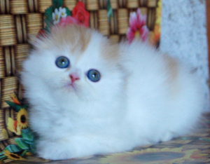 Photo №2 de l'annonce № 6998 de la vente  - acheter à Ukraine annonce privée