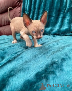 Photo №1. cornish rex - à vendre en ville de Cuxhaven | 350€ | Annonce № 150501