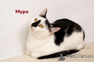 Photo №4. Je vais vendre  en ville de Minsk. annonce privée - prix - Gratuit