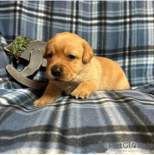 Photo №2 de l'annonce № 111759 de la vente labrador retriever - acheter à République Tchèque annonce privée