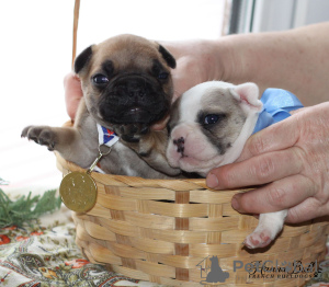 Photo №2 de l'annonce № 9389 de la vente bouledogue - acheter à Fédération de Russie éleveur