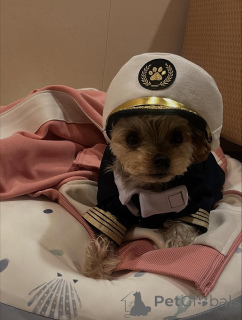 Photo №4. Je vais vendre yorkshire terrier en ville de Meljine. annonce privée, de l'abri - prix - 550€