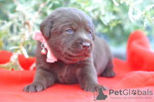 Photos supplémentaires: Labrador Retriever