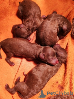 Photo №4. Je vais vendre caniche (jouet) en ville de Jarkovac. éleveur - prix - négocié