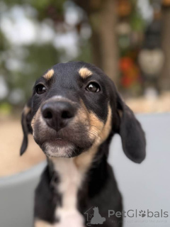 Photo №4. Je vais vendre xoloitzcuintle en ville de Bruxelles. éleveur - prix - 1500€