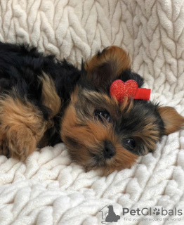 Photo №1. yorkshire terrier - à vendre en ville de Wrocław | négocié | Annonce №97394