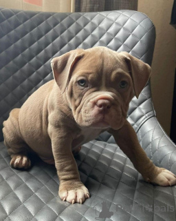 Photo №1. bouledogue américain - à vendre en ville de 665 Site Colonia | 833€ | Annonce №176154