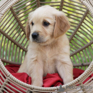 Photo №4. Je vais vendre golden retriever en ville de Wiesbaden. annonce privée - prix - 400€