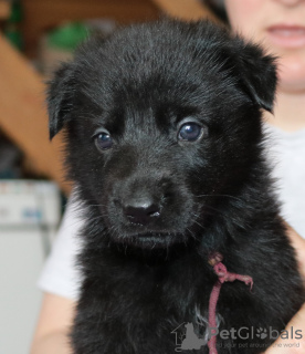 Photo №1. berger allemand - à vendre en ville de Novosibirsk | négocié | Annonce №9929