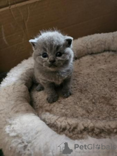 Photo №1. british shorthair - à vendre en ville de Duisburg | 350€ | Annonce № 103550