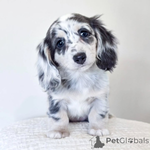 Photo №3. Superbe chiot teckel à poil long pommelé argenté Beauté rare à la recherche de. Allemagne