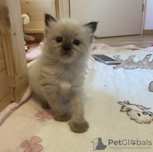 Photo №3. Chaton Ragdoll. Allemagne